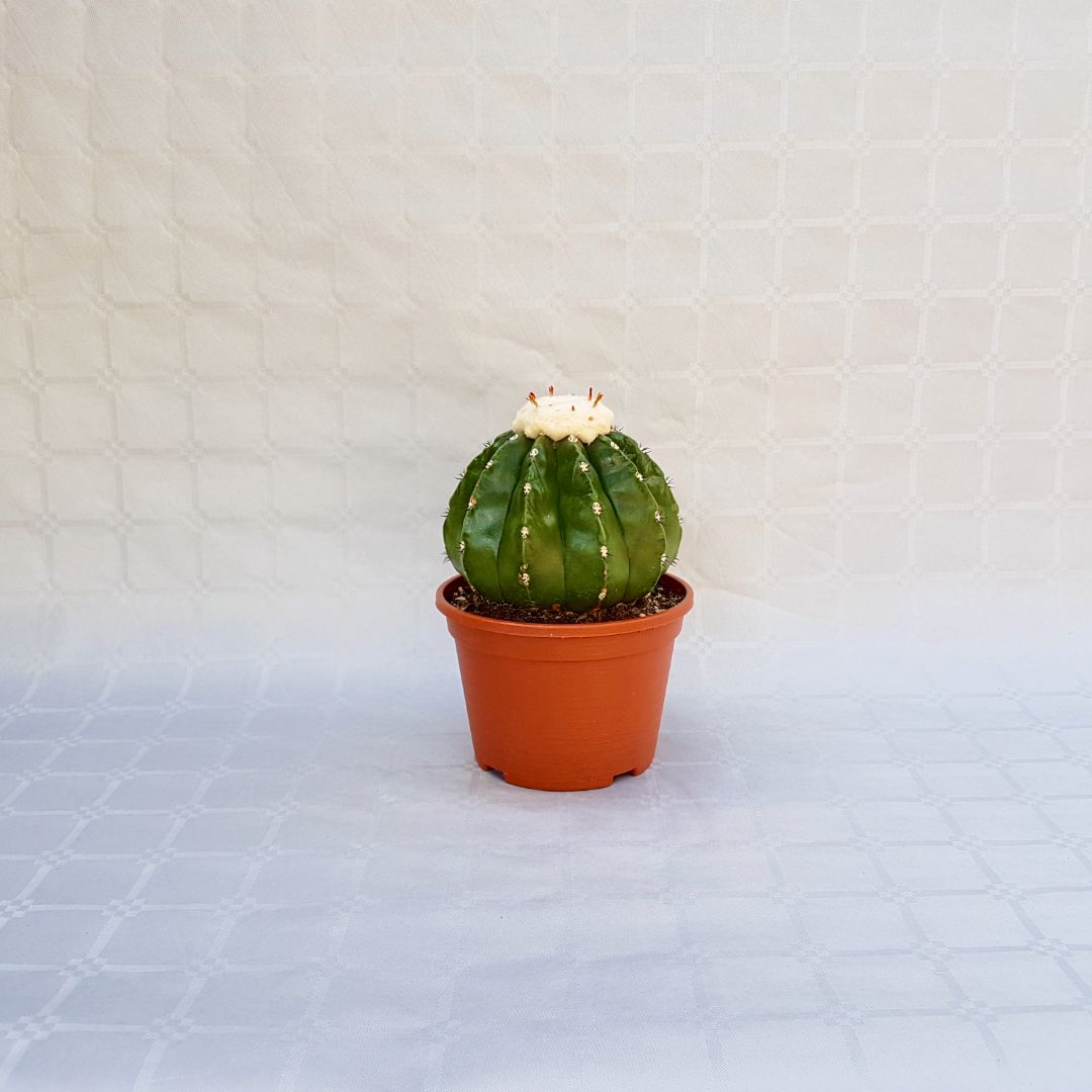 Melocactus maxonii inermis vaso 16