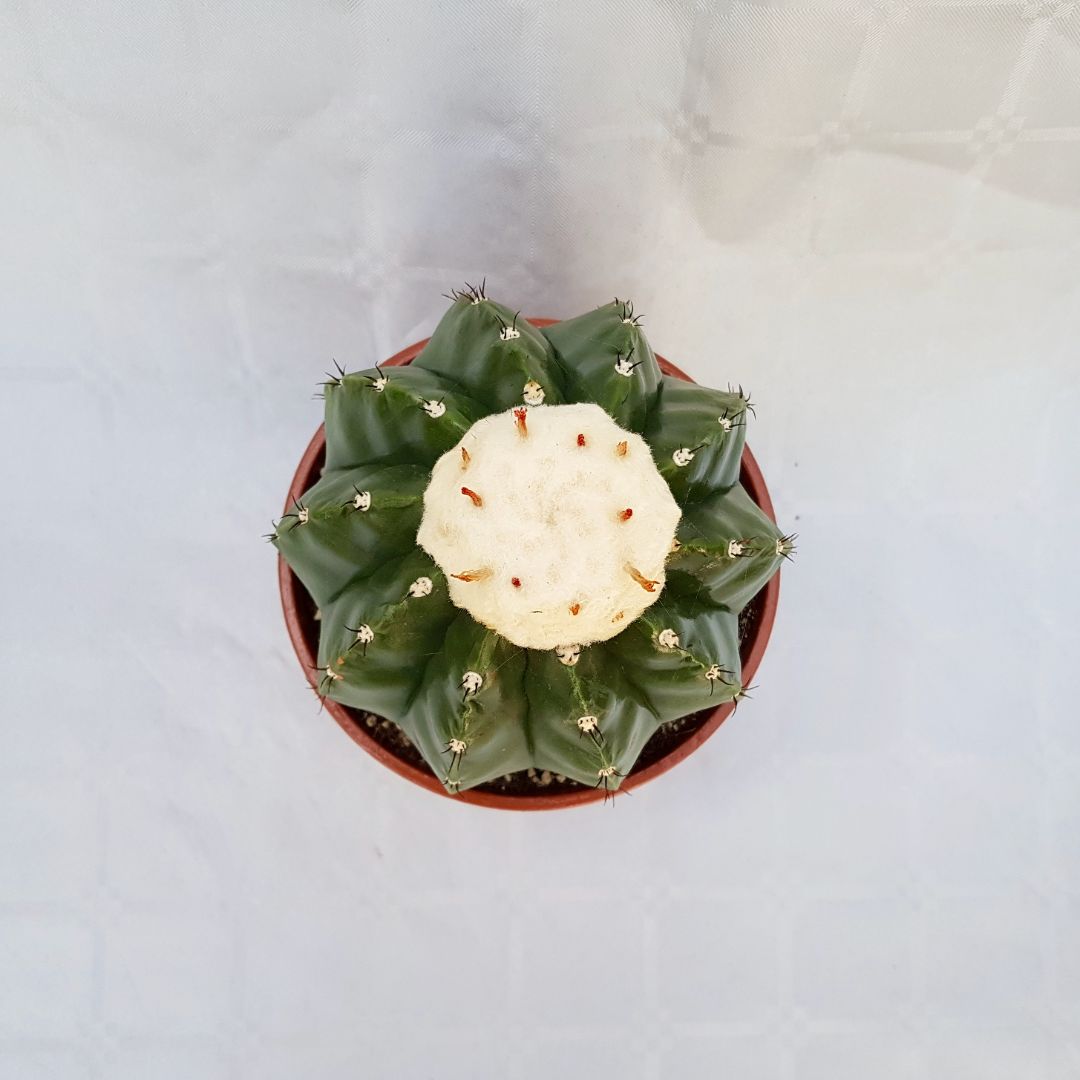 Melocactus maxonii inermis vaso 16