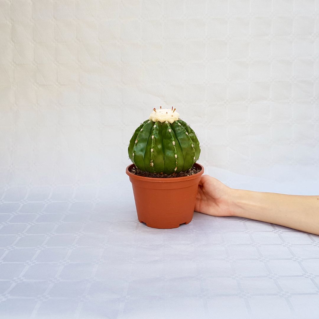 Melocactus maxonii inermis vaso 16