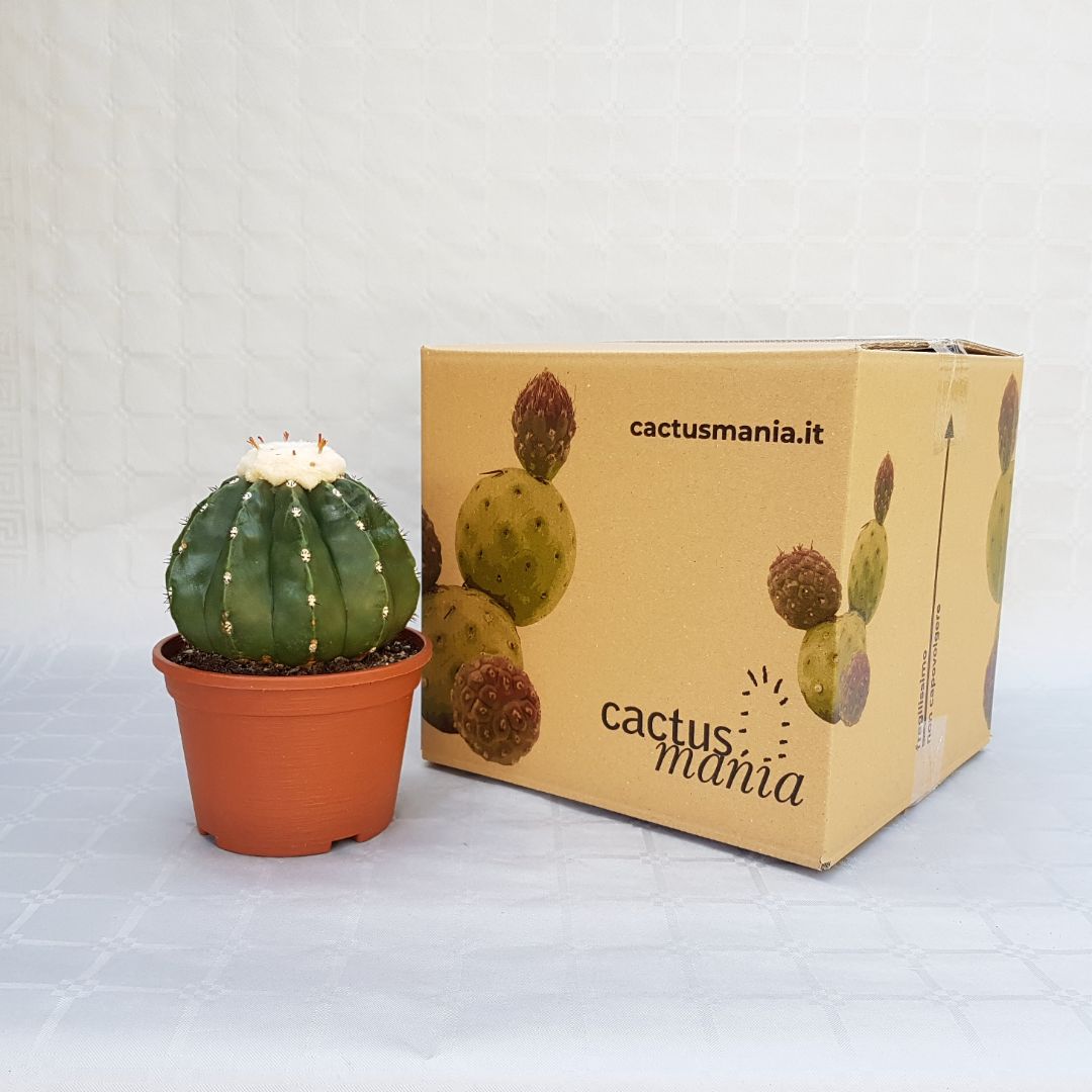 Melocactus maxonii inermis vaso 16