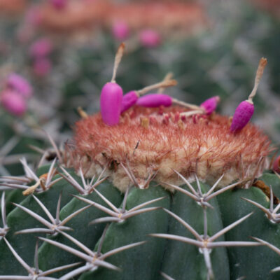 Melocactus bahiensis