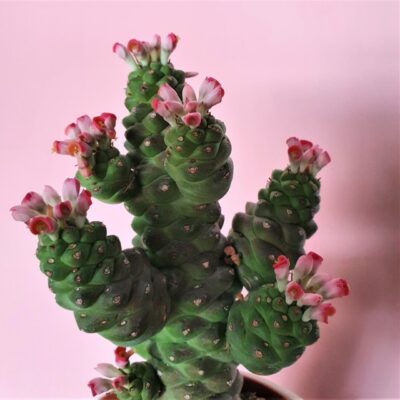 Monadenium ritchei ssp. nymbayense