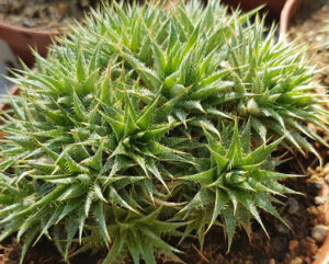 Abromeitiella chlorantha