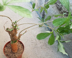 Adansonia digitata (Baobab africano)