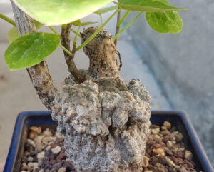Adenia epigea