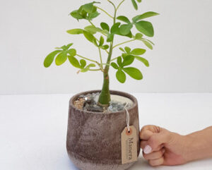 Adenia glauca Linea Manera