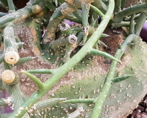 Adenia globosa