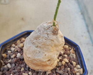 Adenia kirkii