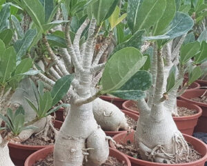 Adenium arabicum
