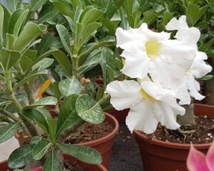 Adenium obesum