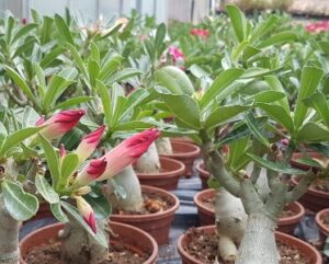 Adenium obesum