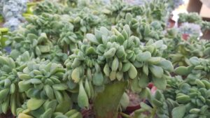 Aeonium lindleyi crestato