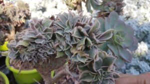 Aeonium sunburst f. crestata
