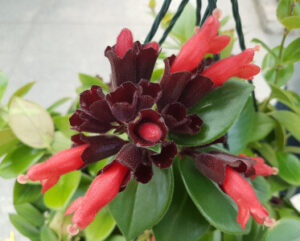 Aeschynanthus lobbianus