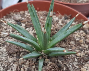 Agave albopilosa