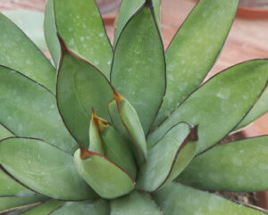 Agave Blue Glow