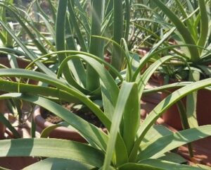 Agave bracteosa