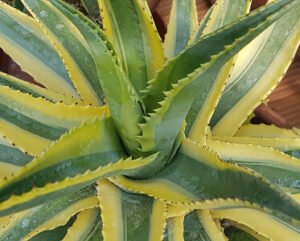 Agave desmettiana variegata