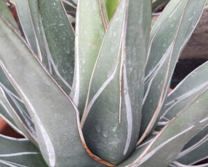 Agave ferdinandi-regis