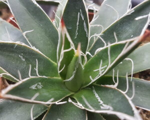 Agave filifera