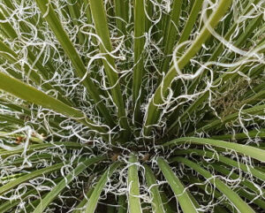 Agave geminiflora