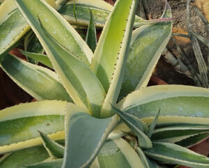 Agave guiengola