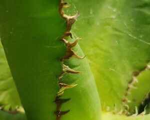 Agave kerchovei