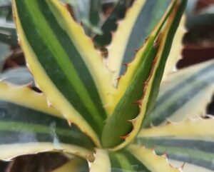 Agave lophantha variegata
