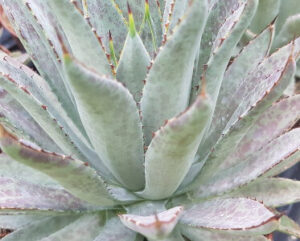 agave macroacantha x manfredi