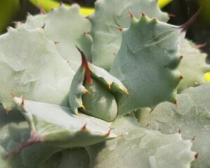 Agave potatorum