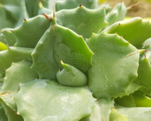 Agave potatorum v Japan