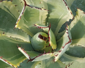 Agave potatorum cv. Kichijokan