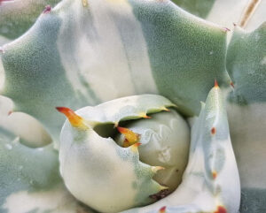 Agave potatorum v. verschaffeltii cv. shoji raijin mediopicta-alba