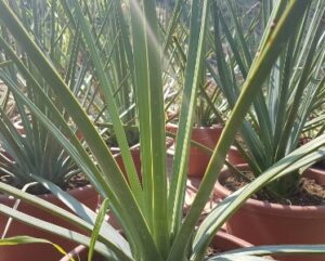 Agave striata