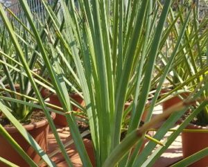 Agave stricta