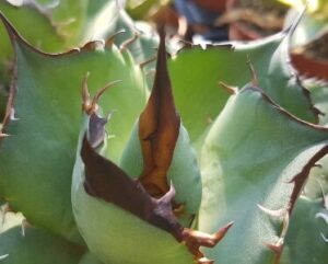 Agave titanota