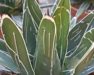 Agave victoriae-reginae