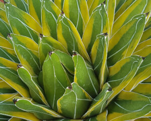 Agave victoriae-reginae variegata