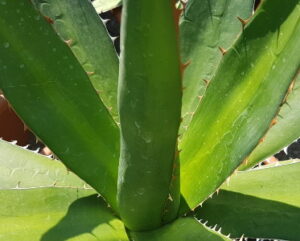 Agave xylonacantha