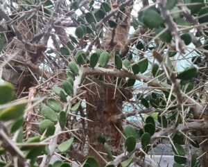 Alluaudia comosa