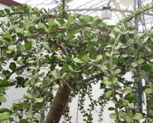 Alluaudia humberthii