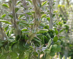 Alluaudia procera