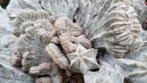 Astrophytum myriostigma cv. Onzuka crestata