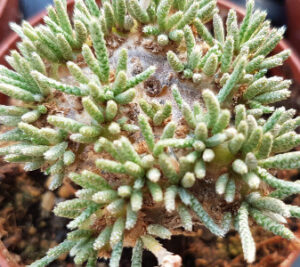 Avonia quinaria