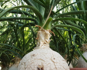 Beaucarnea recurvata