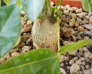 Bombacopsis cubensis