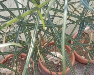 Brachychiton rupestris
