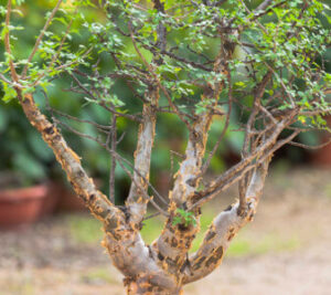 Bursera fagaroides