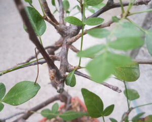 Bursera medranoana