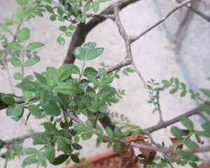 Bursera suntui